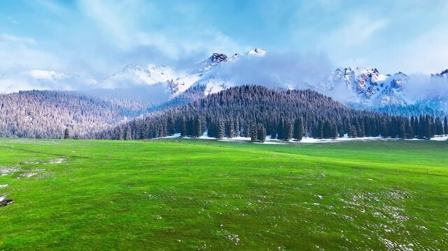 Snow-covered mountain peaks rise behind a green alpine meadow and conifer forest, offering a pristine outdoor landscape for travel and nature campaigns.