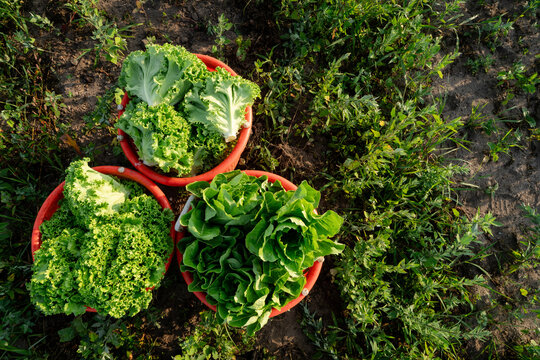 Harvest baskets filled with fresh lettuce on Michigan vegetable farm