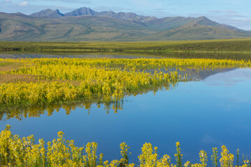 Obraz premium Lake in tundra