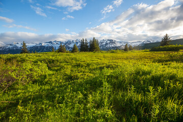 Obraz premium Mountains meadow