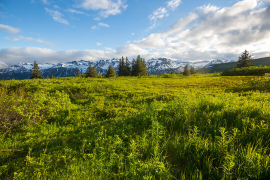Mountains meadow