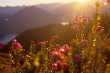 Obraz premium Sunny meadow