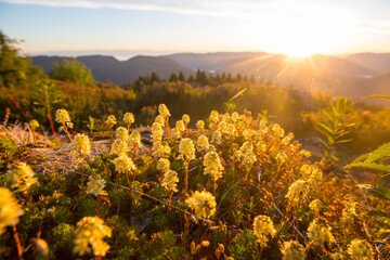 Obraz premium Sunny meadow