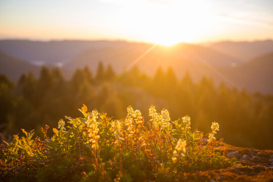 Sunny meadow