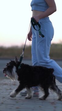 Young woman in light blue activewear walks her black-and-white miniature schnauzer on a green leash along an urban path.