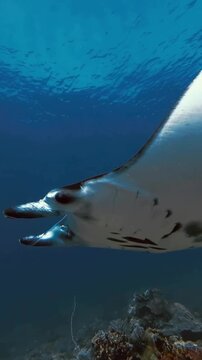 Vertical shot of a majestic oceanic manta ray Mobula birostris gliding gracefully over a coral reef in clear blue sea water