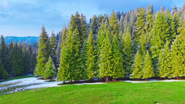 Conifer forest borders a green mountain meadow with melting snow patches under bright blue daylight, offering seasonal landscape imagery for travel, tourism, and environmental themes.