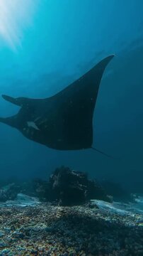 ​Vertical shot of a rare black manta ray Mobula birostris gliding gracefully over a coral reef in clear blue sea water