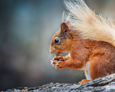 Red Squirrel Feeding at Pow Hill Country Park in County Durham, Documenting Natural Woodland Behaviour in July 2026