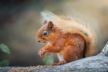 Obraz premium Red Squirrel Feeding at Pow Hill Country Park in County Durham, Documenting Natural Woodland Behaviour in July 2026