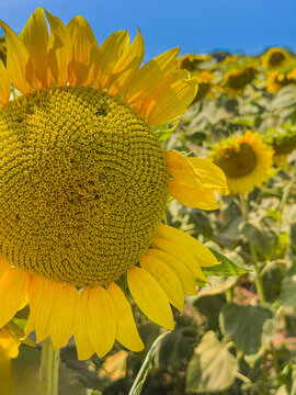 Bright yellow sunflower blooming in sunny field