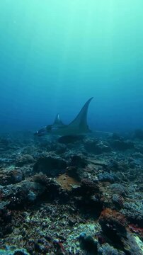 Vertical shot of a reef manta ray Mobula alfredi gliding gracefully over a vibrant coral reef in clear blue tropical ocean water