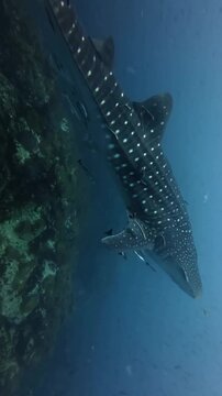 Vertical shot of a massive whale shark Rhincodon typus swimming alongside a wall of coral reef in deep blue ocean water, accompanied by remora fish