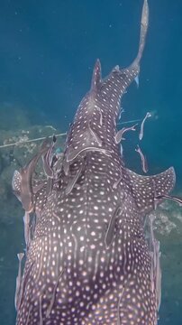 Vertical close up shot of a massive whale shark Rhincodon typus  swimming underwater surrounded by a school of remora suckerfish