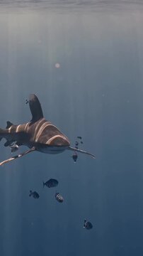 Vertical front view of an Oceanic Whitetip Shark Carcharhinus longimanus swimming directly towards the camera accompanied by pilot fish in deep blue water with sunlight caustics