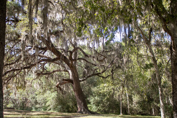 Fototapeta premium Ancient oak tree draped in Spanish moss