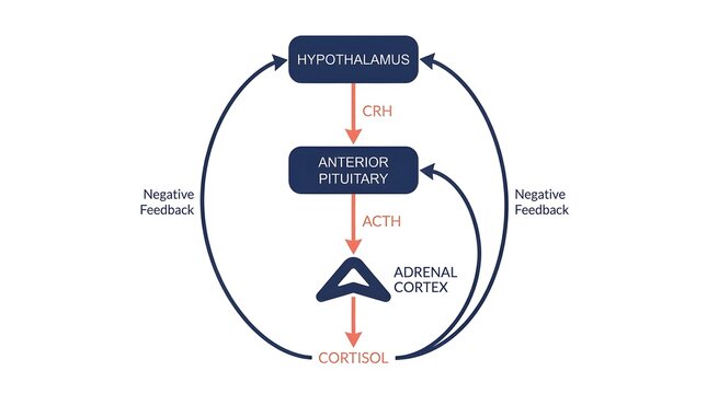 Medical diagram illustrating the hypothalamic pituitary adrenal HPA axis endocrine pathway and negative feedback system.