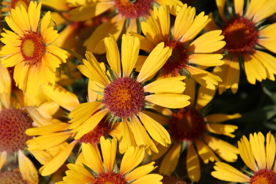 yellow flowers in the garden