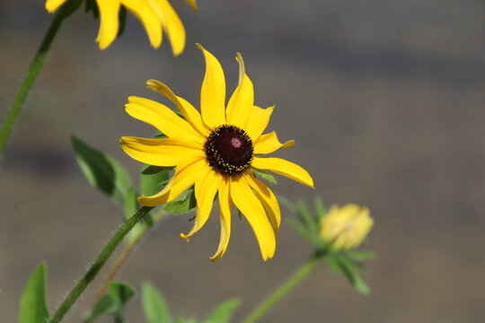 yellow flower on a green background