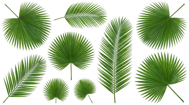 Collection of various tropical palm leaves isolated on a black background for design and botanical projects