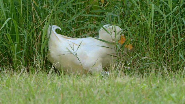Cute white duck Call ducks in the green grass