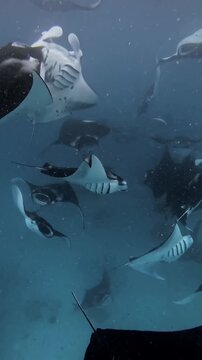 Vertical shot of a massive fever of manta rays Mobula rays swimming and feeding together in deep blue ocean water