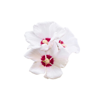 Close-up view of white Hibiscus syriacus flower featuring deep magenta center and prominent stamen isolated on transparent background