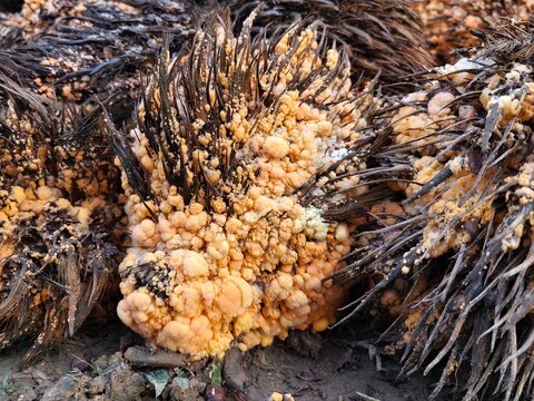 empty fruit bunches or jangkos grow yellow fungus