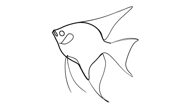 Simple line art angelfish drawing white background.