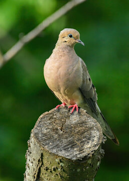 A Mourning Dove