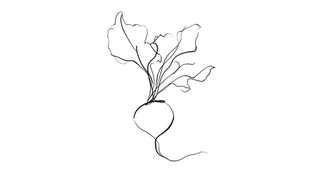 Hand drawn beetroot with leaves white background.