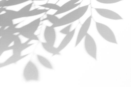 shadow overlay effect of natural tree leaves shadow over on white wall,abstract summer sunlight with shadow background,branch with leaves shadow,windows shadow,leaf shadow,plants shadow