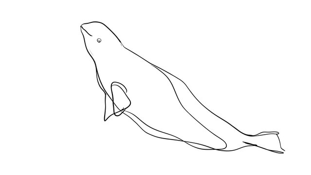 Minimalist beluga whale line art white background.