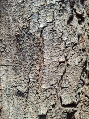 Fototapeta premium bark of a tree texture background