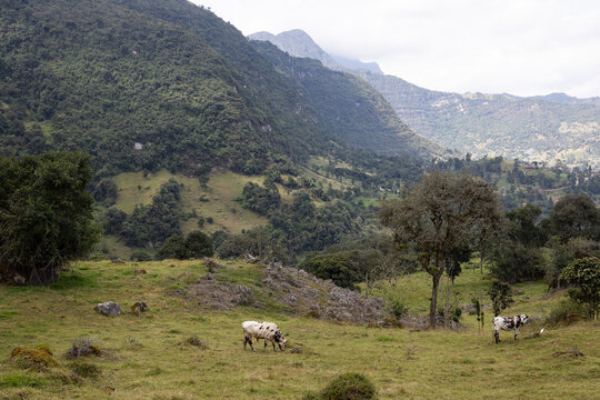 Hiking to Cascada la Chorrera Waterfall in Colombia