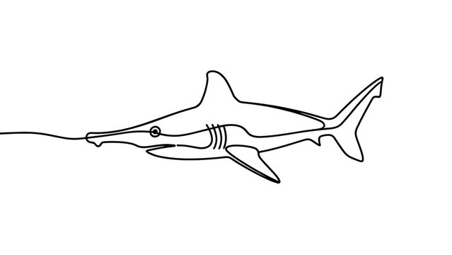 Hammerhead shark line drawing white background.