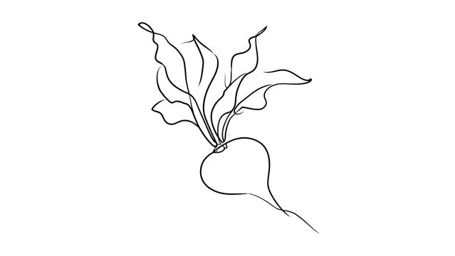 Hand drawn radish with leaves on white background.