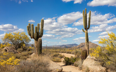 Sonoran Desert Spring Bloom Along Hiking Trail In Scottsdale AZ © Ray Redstone