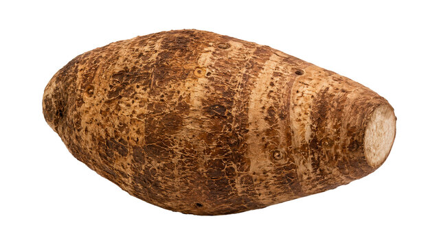 Taro Root Tuber Isolated on Transparent Background
