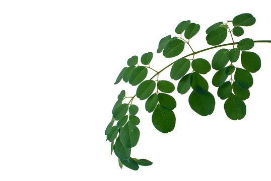 Fresh moringa oleifera leaves branch PNG element isolated on transparent background for herbal medicine concept