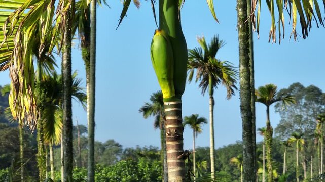 Areca palm nuts grow on tree 