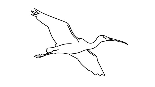 Elegant ibis bird illustration on white background.