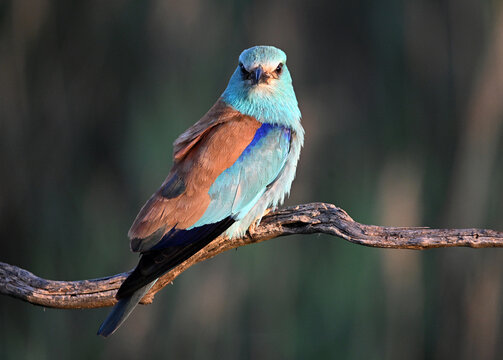 a european roller perched on a tree branch