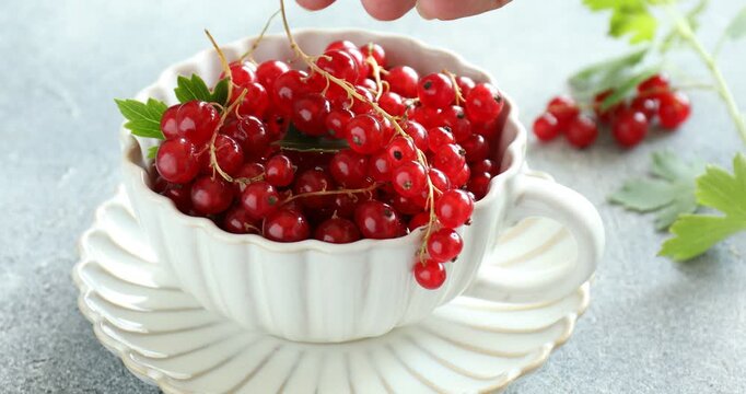 Woman putting fresh ripe red currants into cup at grey table, closeup