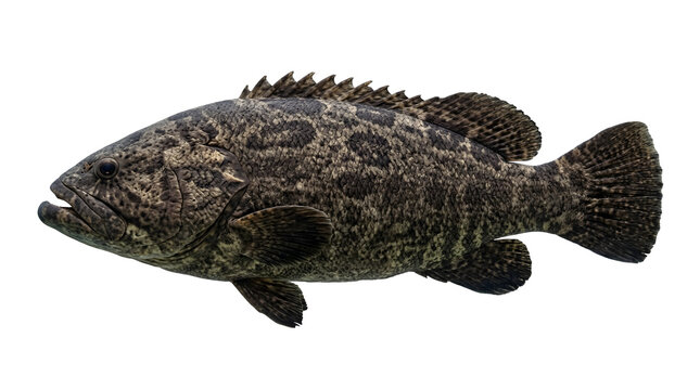 Dark patterned grouper fish isolated on transparent background, ideal for marine biology and fishing themes.