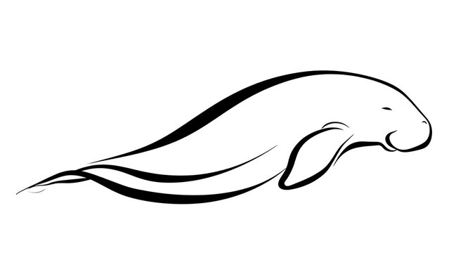 Elegant manatee line art illustration white background.
