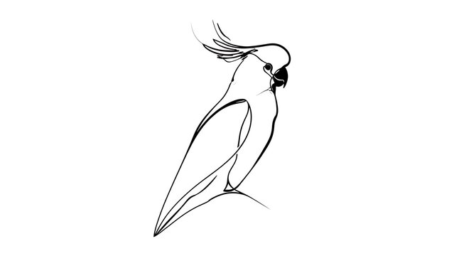 Elegant cockatoo illustration on white background.