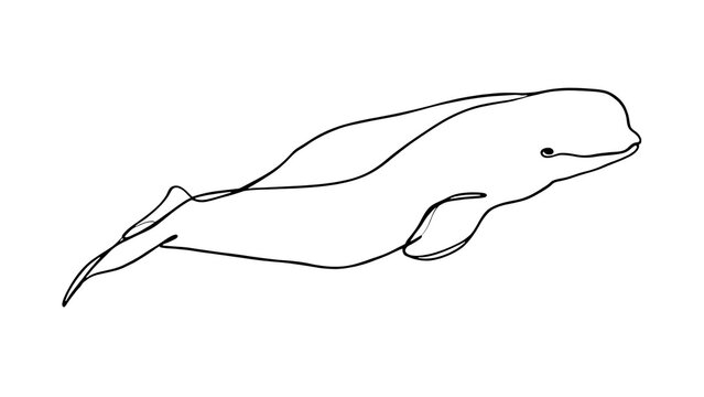 Minimalist whale line drawing white background.