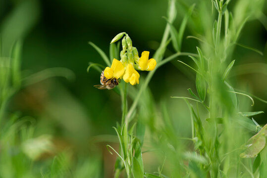 A bee foraging on a meadow vetchling flower (Lathyrus pratensis) (Quebec, Canada)
