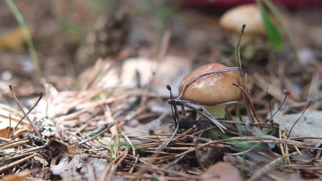 Close-up view of a small brown mushroom emerging from the forest floor surrounded by pine needles and leaves, showcasing natural growth in a woodland environment